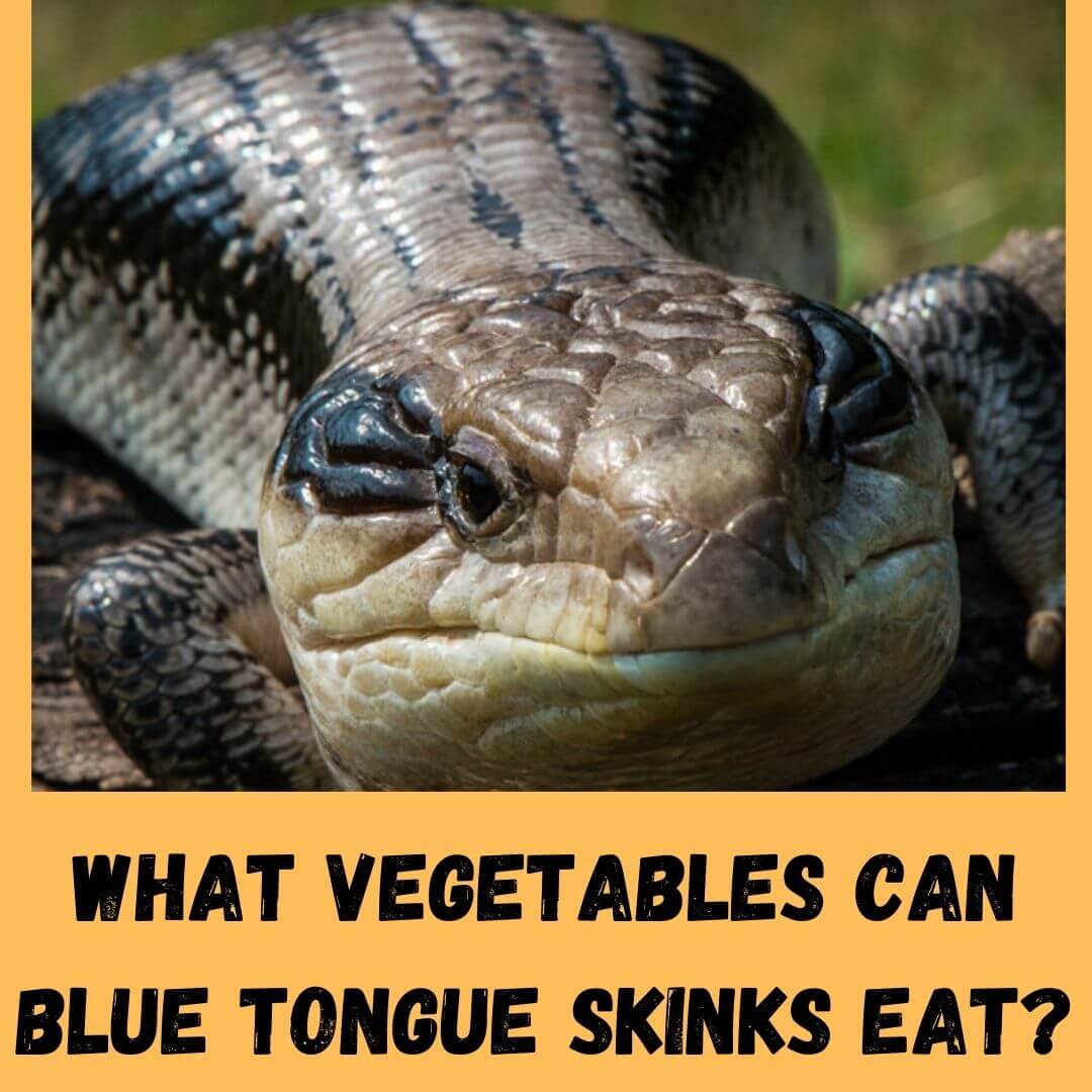 What Vegetables Can Blue Tongue Skinks Eat? 10 Safe ones