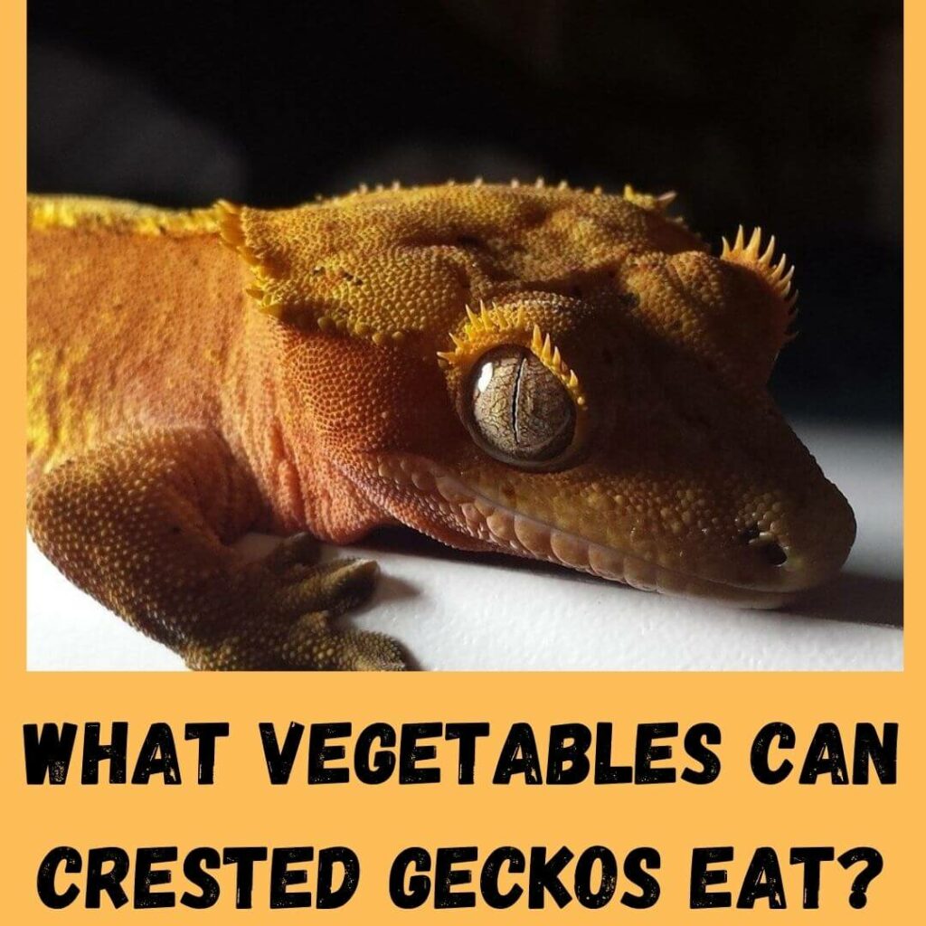 what vegetables can crested geckos eat