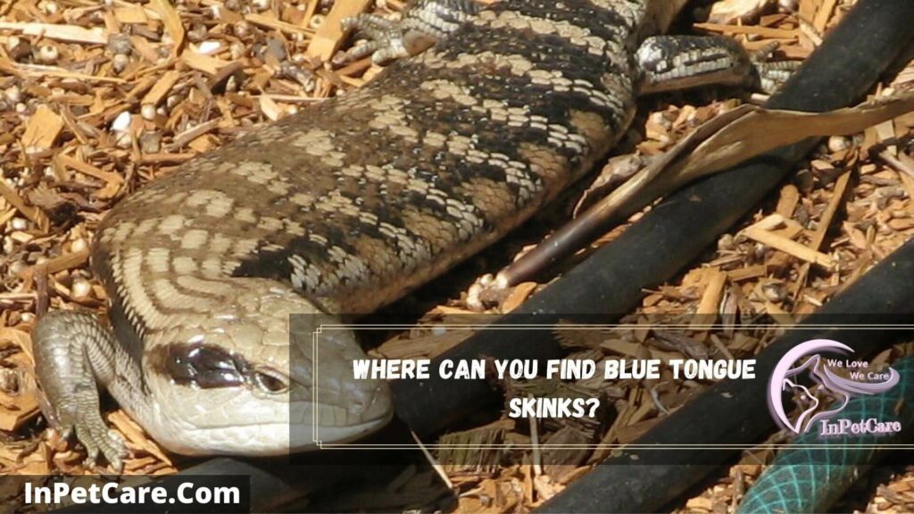 where can you find blue tongue skinks