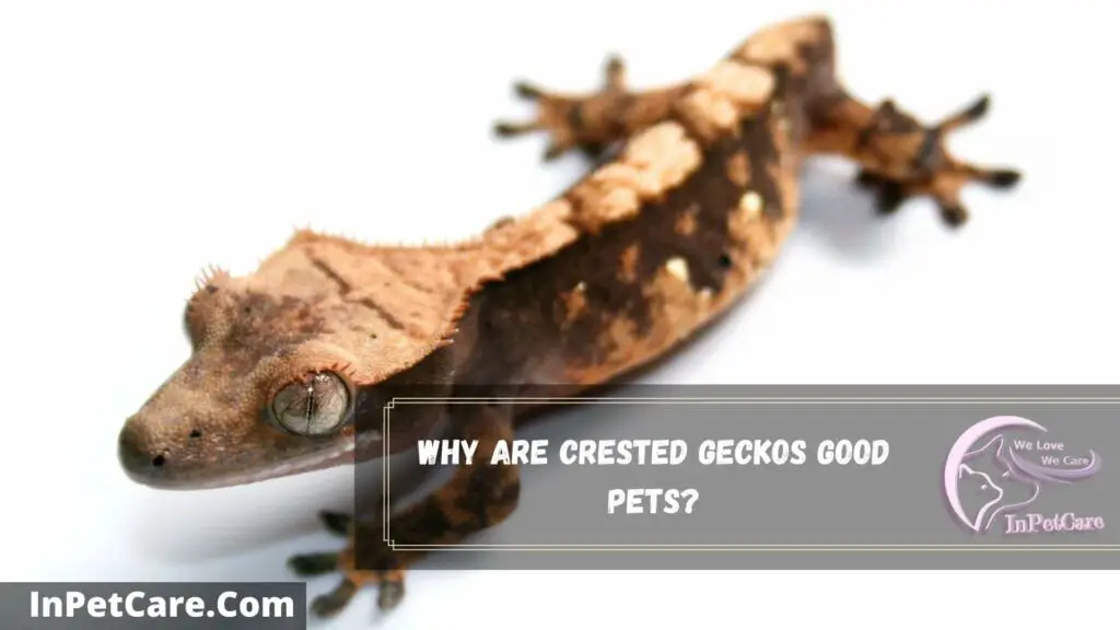 why are crested geckos good pets