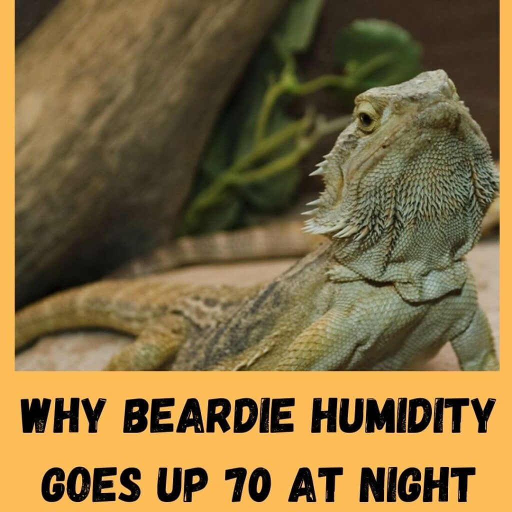 why beardie humidity goes up 70 at night