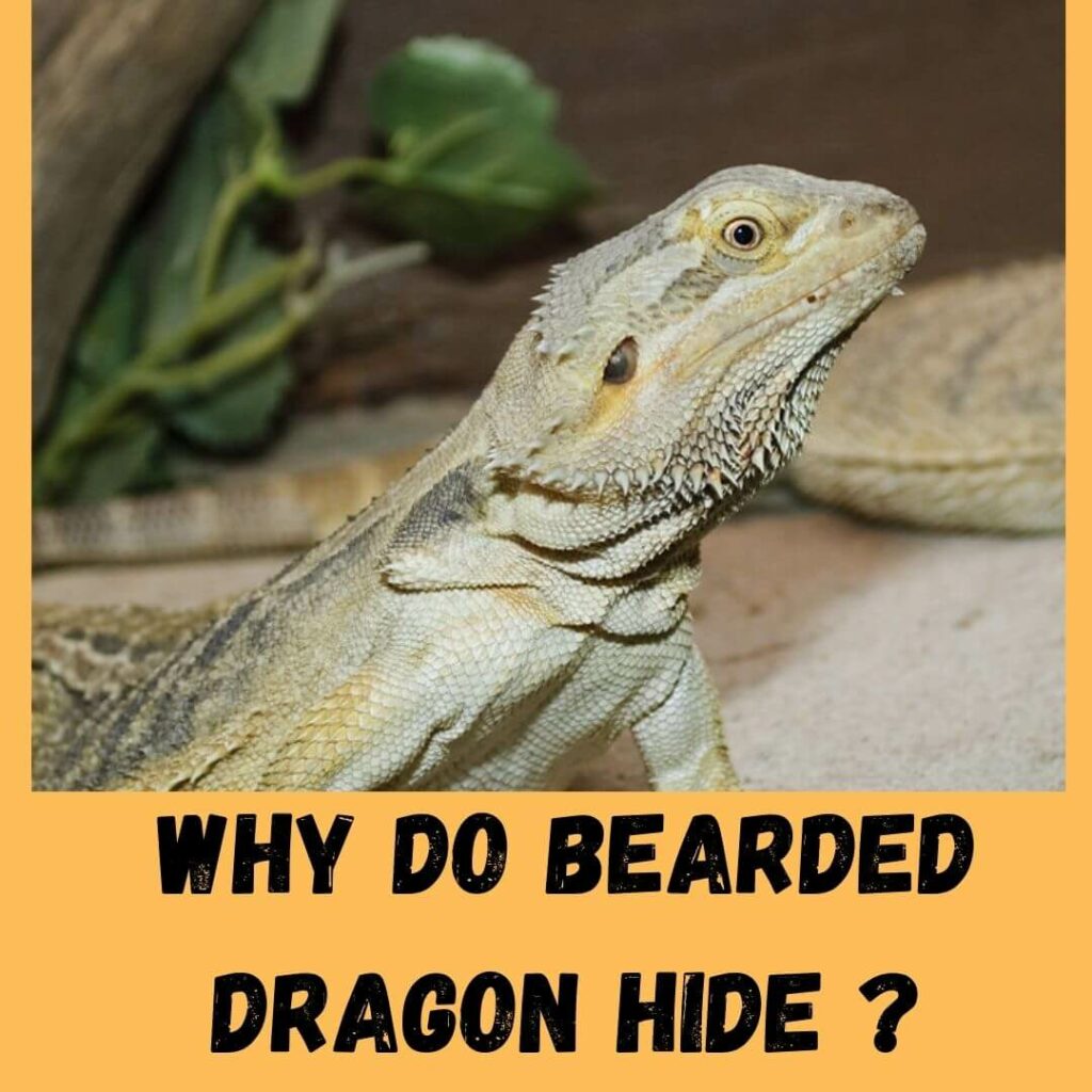 why do bearded dragon hide