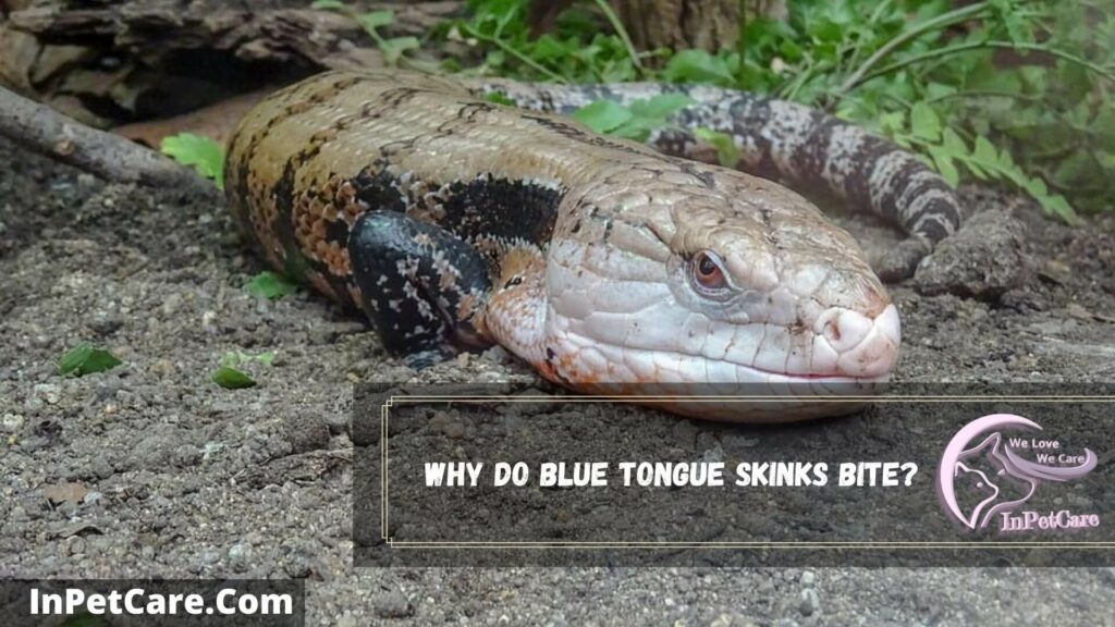 why do blue tongue skinks bite