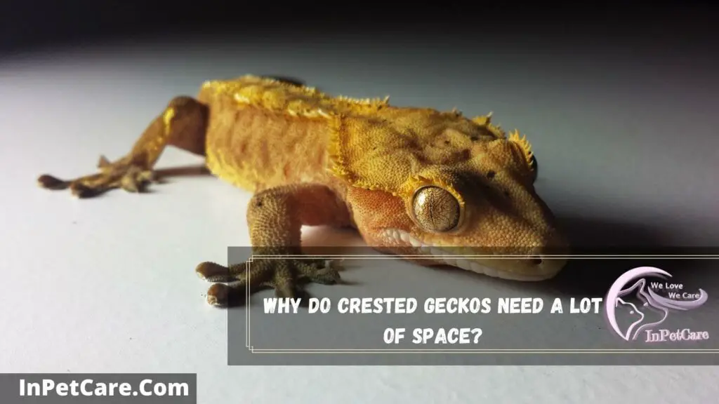 How Much Space Do Crested Geckos Need?
why do crested geckos need a lot of space