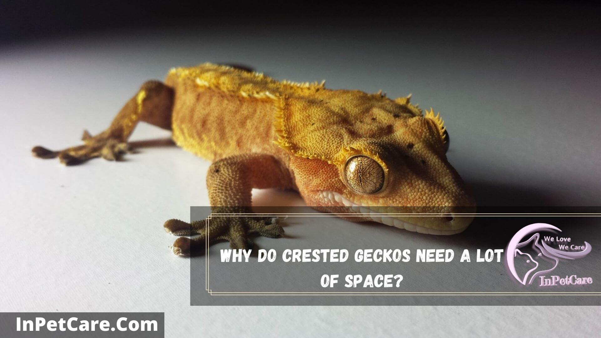 How Much Space Do Crested Geckos Need? (2022 Guide)
