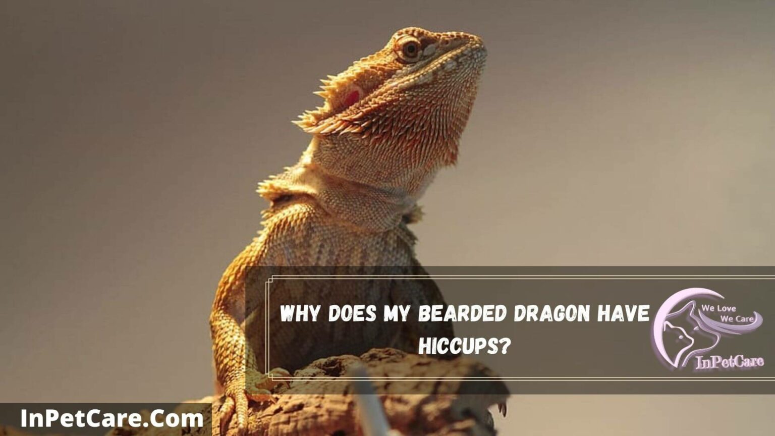 Bearded Dragon Hiccups 3 Reasons+ 4 Solutions