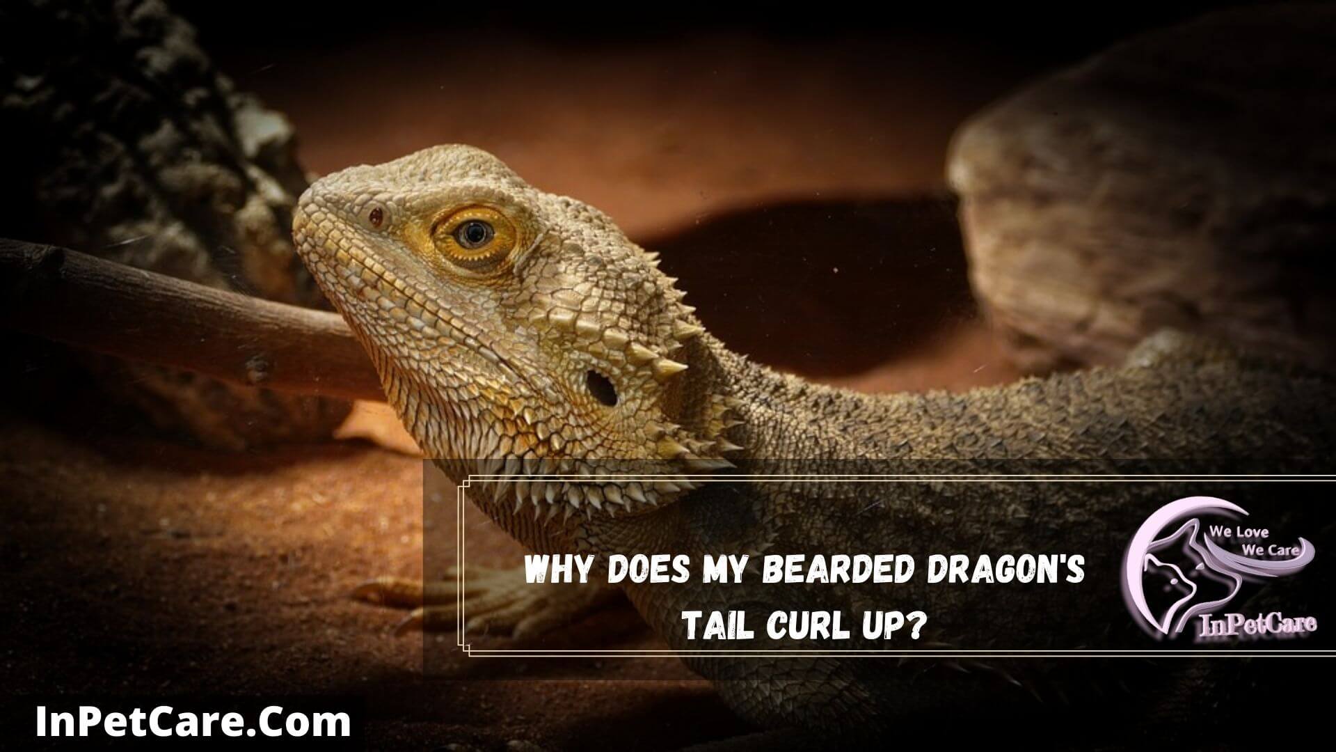 5 Reasons Why Is My Bearded Dragon Rolling Over?