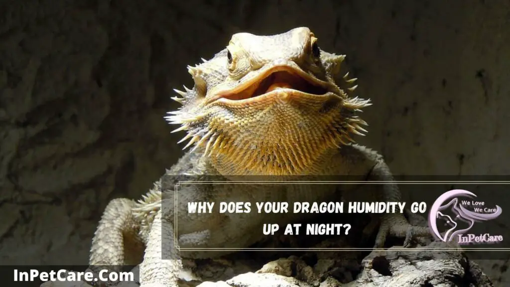 why does your dragon humidity go up at night