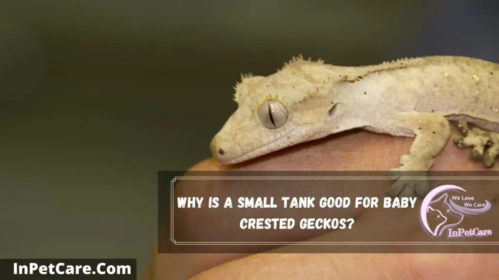 why is a small tank good for baby crested geckos
