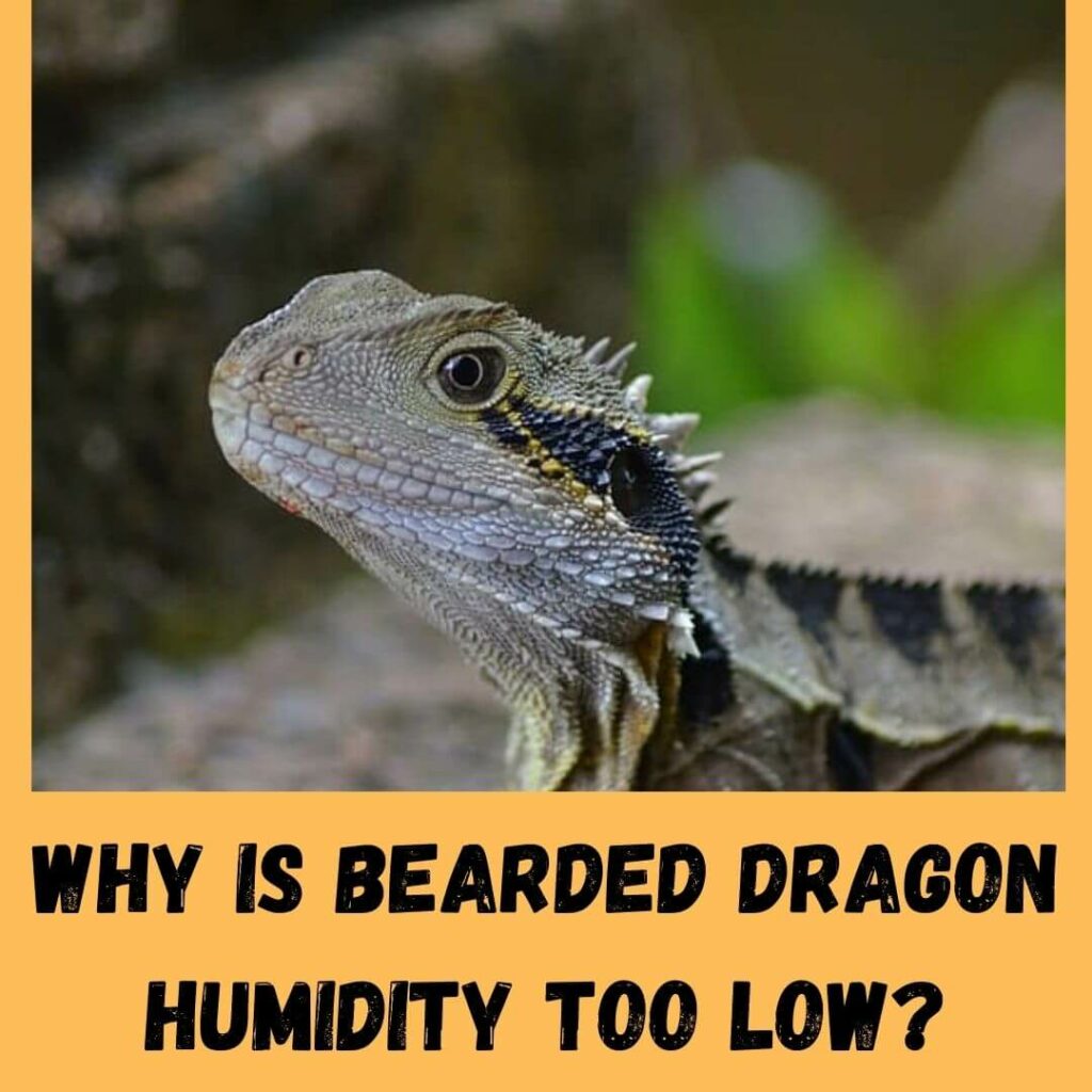 why is bearded dragon humidity too low