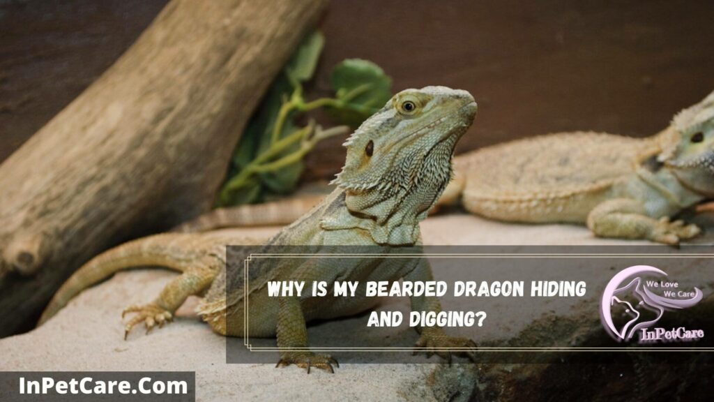 why is my bearded dragon hiding and digging