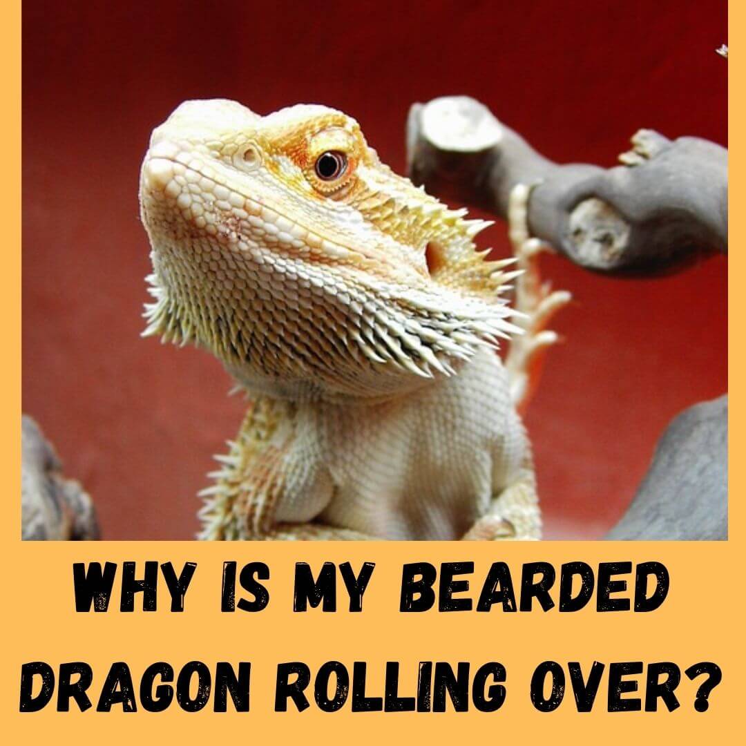 why is my bearded dragon rolling over