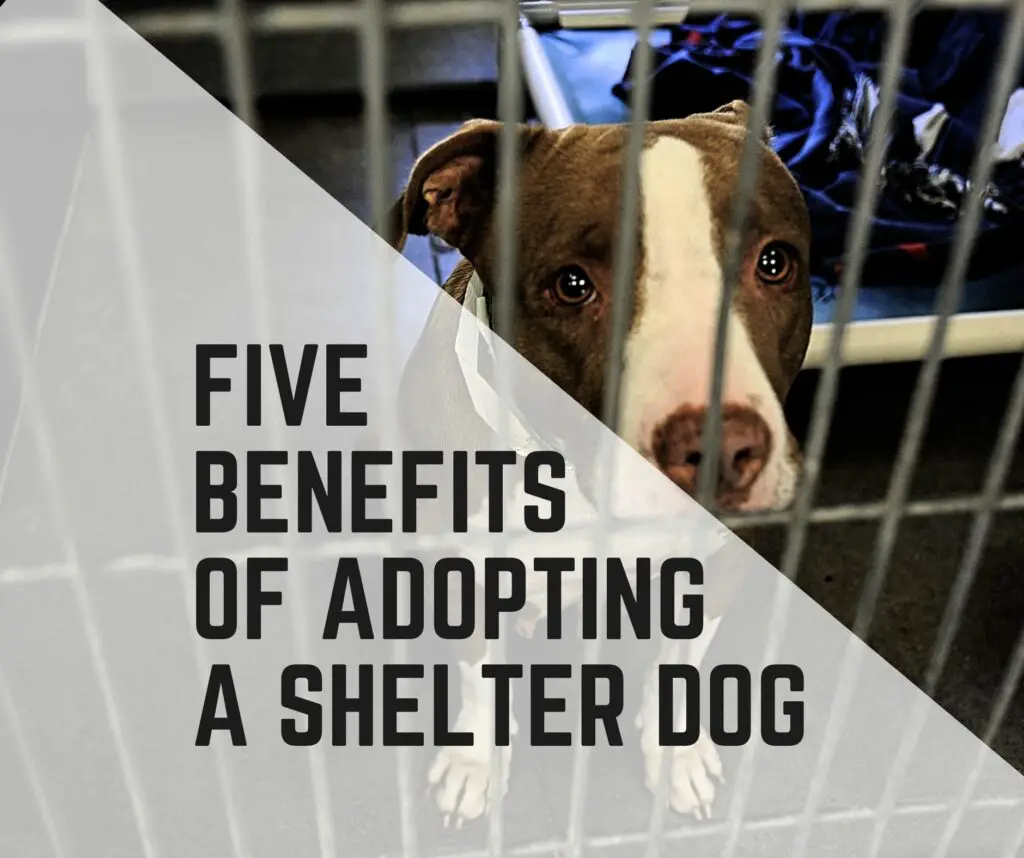 Benefits of Adopting a Shelter Dog