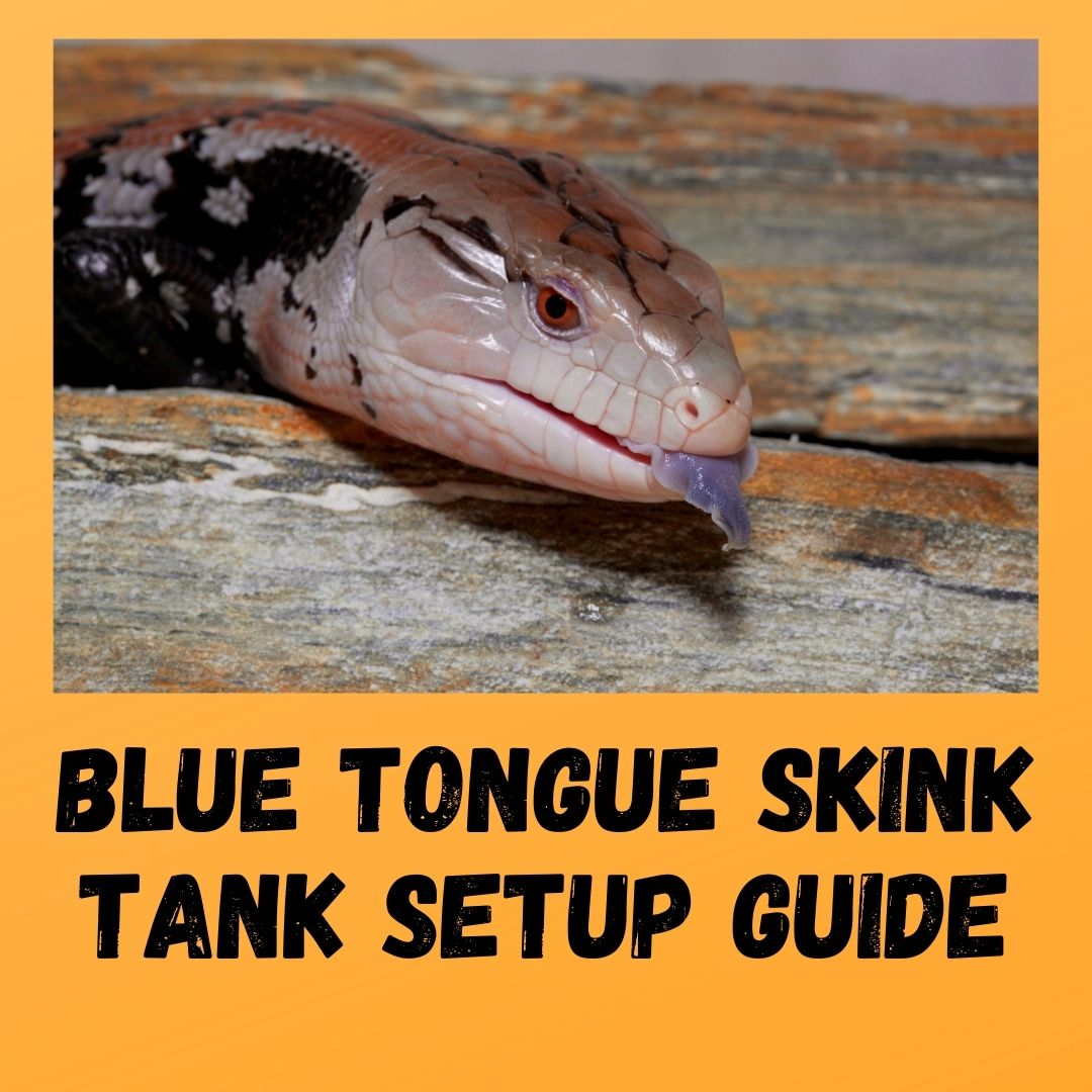 What Size Tank Does A Blue Tongue Skink Need