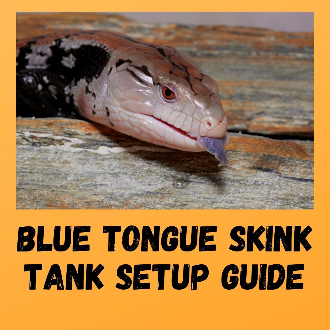 What Size Tank Does A Blue Tongue Skink Need? (2022 Guide)