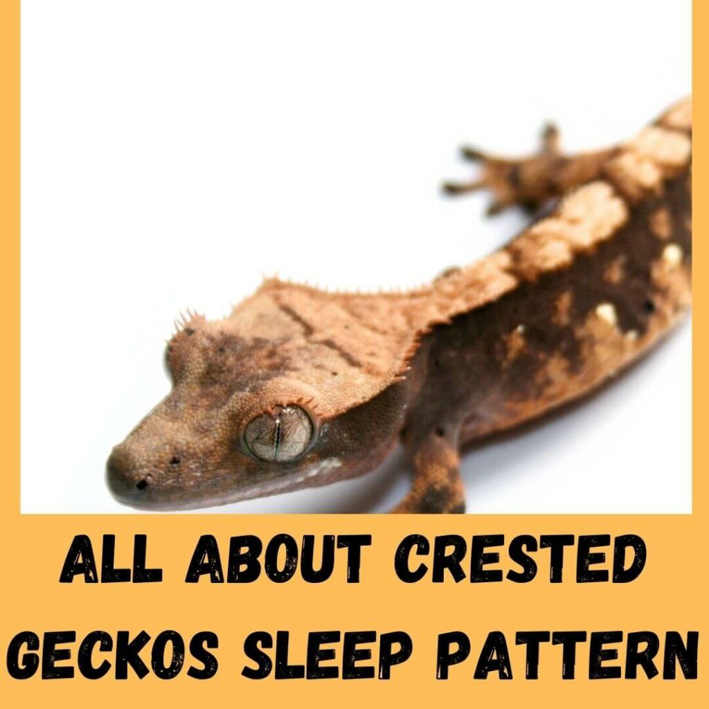all about crested geckos sleep pattern