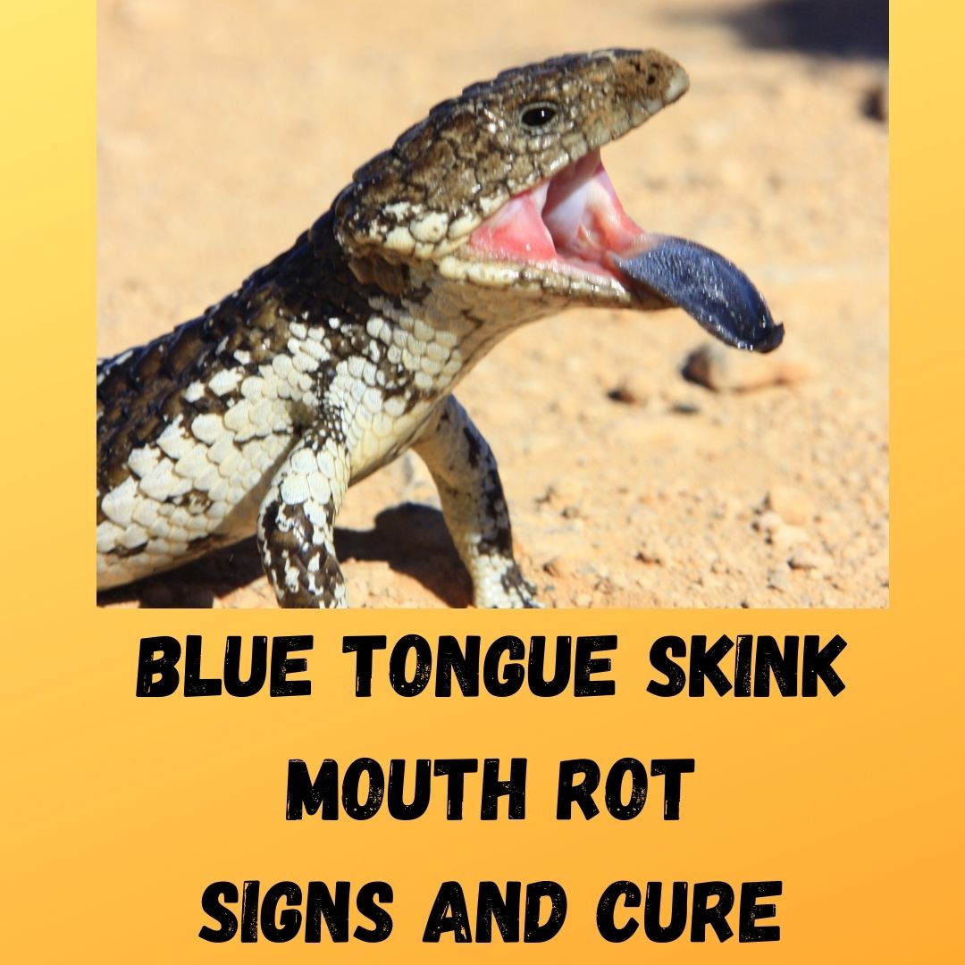 blue tongue skink mouth rot