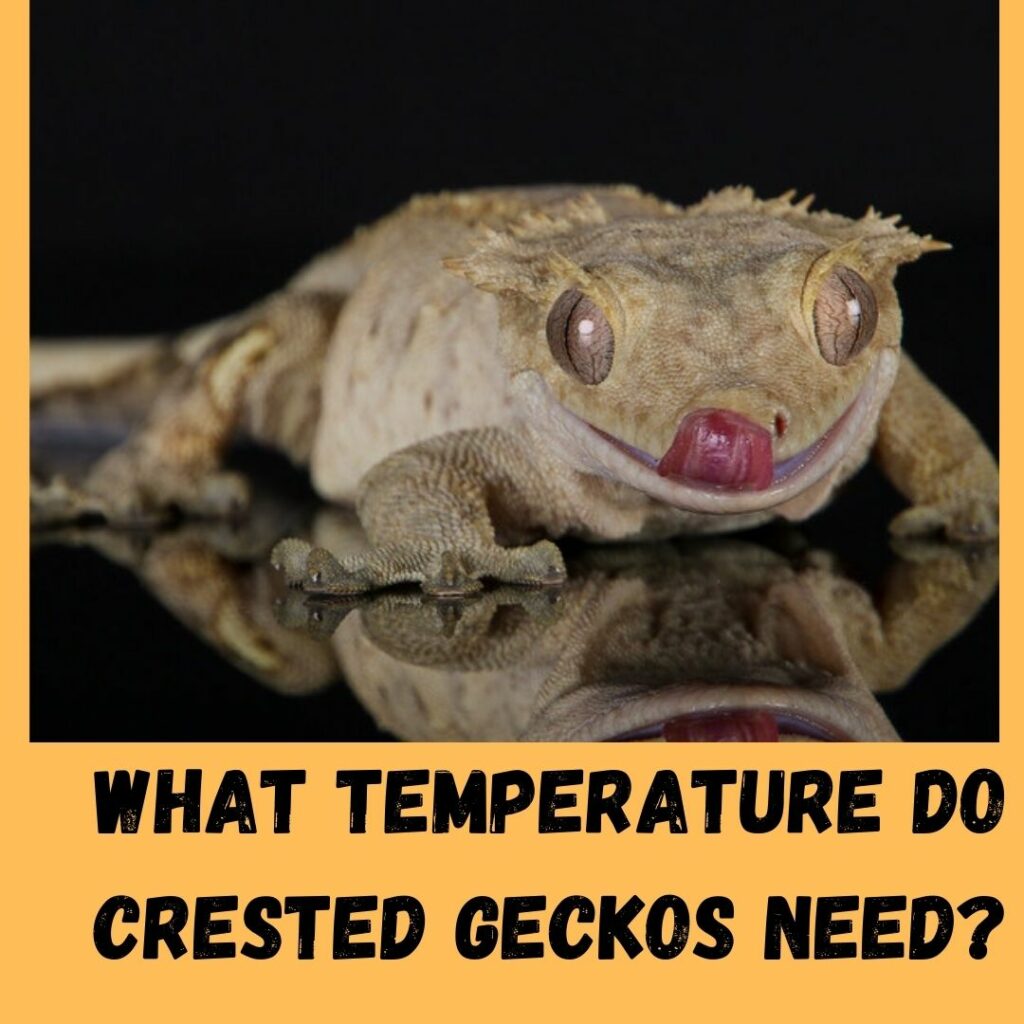 What Temperature Do Crested Geckos Need?