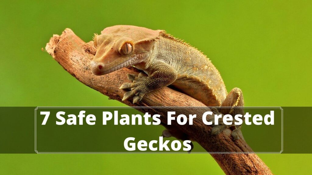 7 safe plants for crested geckos
