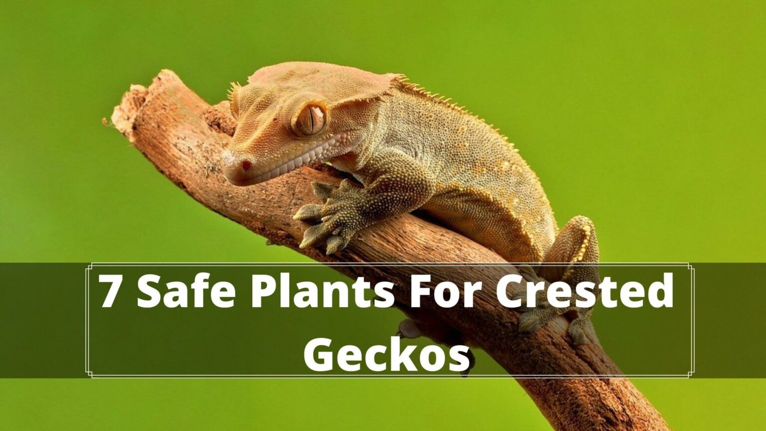 Is Anthurium Safe For Crested Geckos? 2022 Review