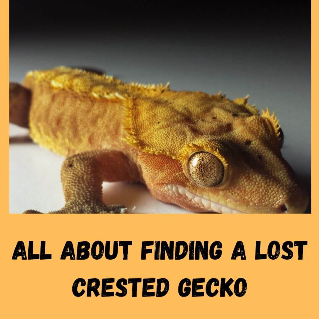 all about finding a lost crested gecko