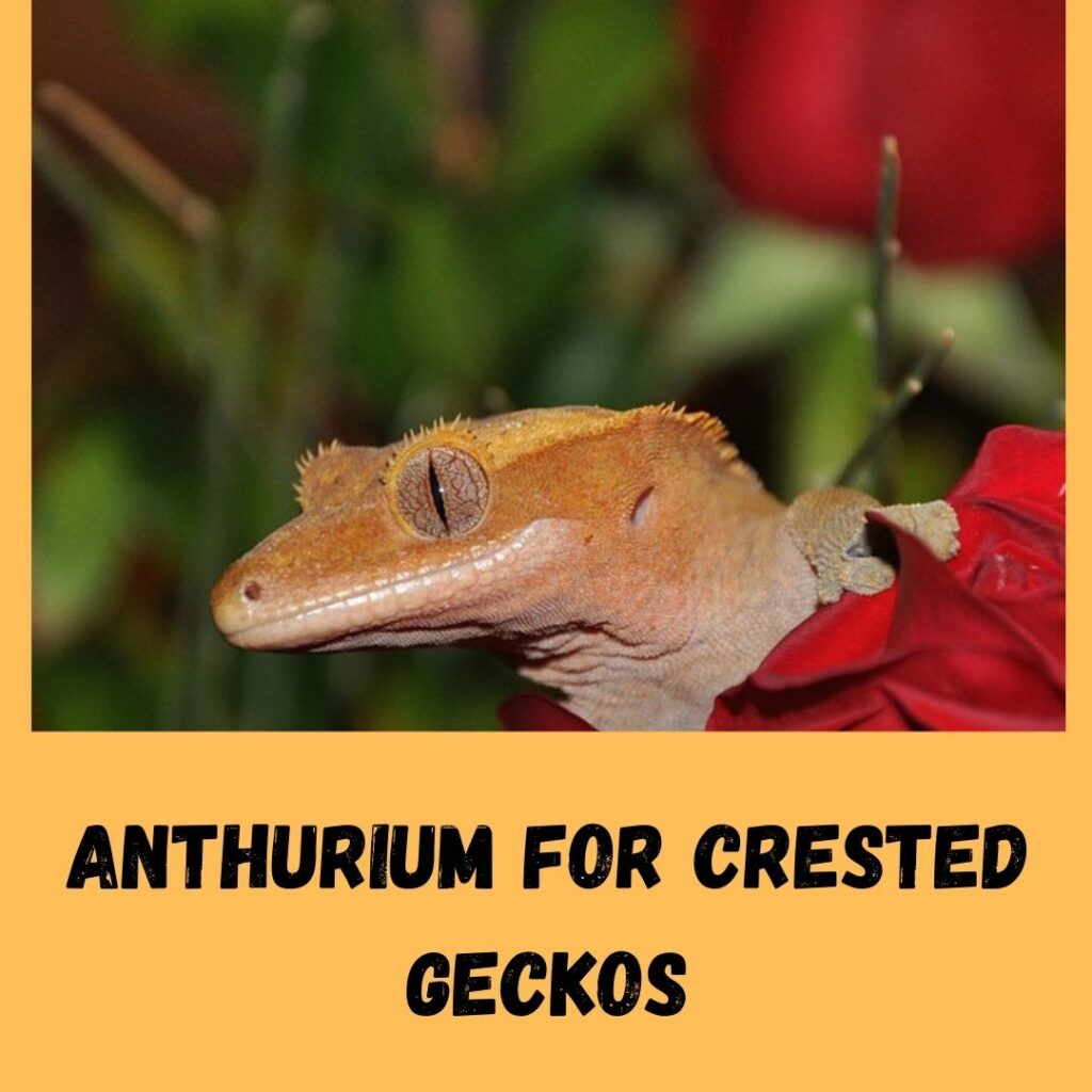 anthurium for crested geckos