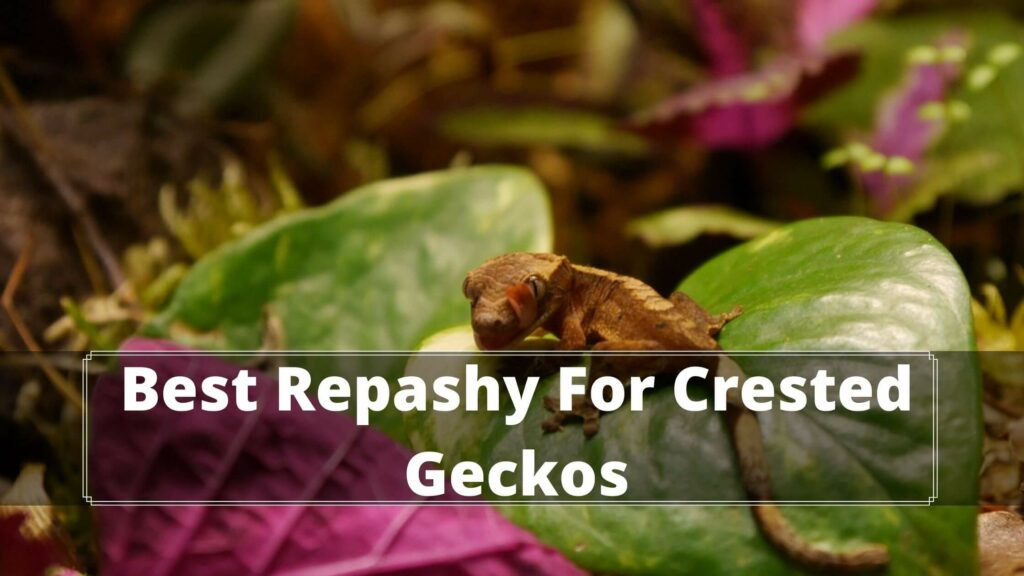best repashy for crested geckos