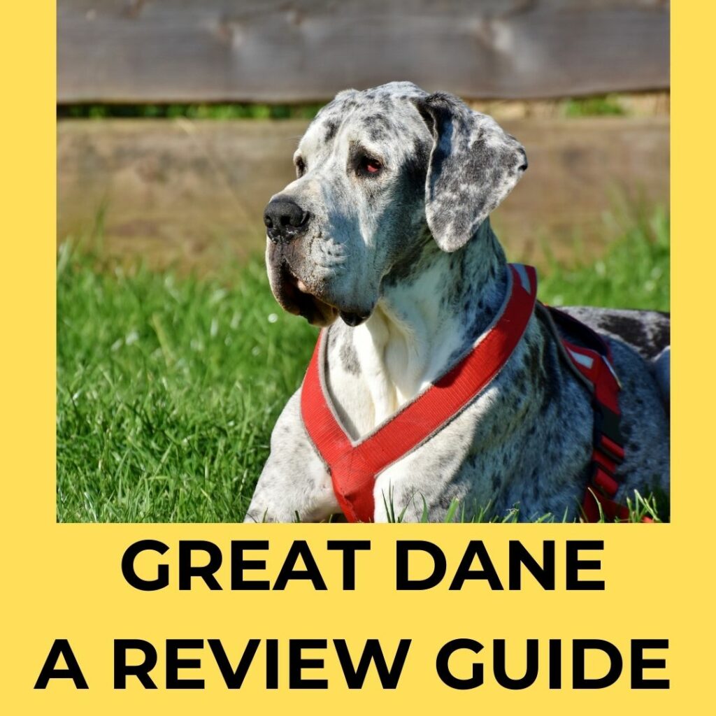 all about great dane