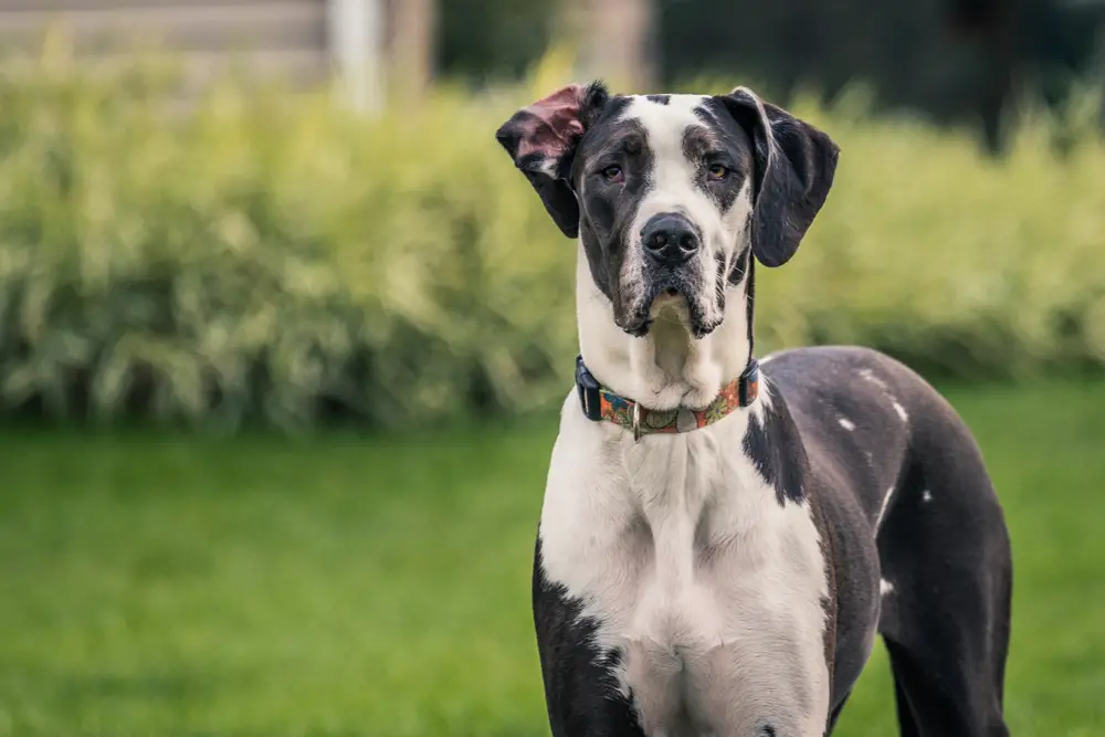 Great Dane Temperament and Personality