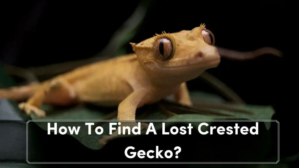how to find a lost crested gecko