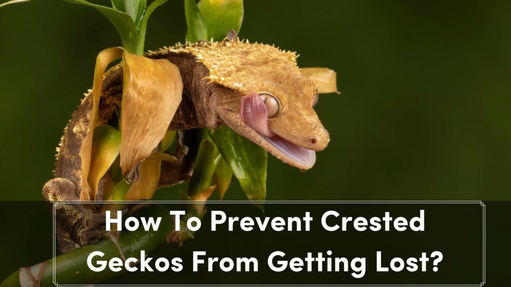 how to prevent crested geckos from getting lost