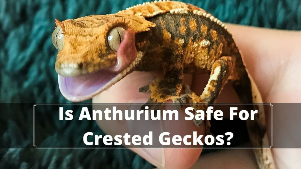 is anthurium safe for crested geckos