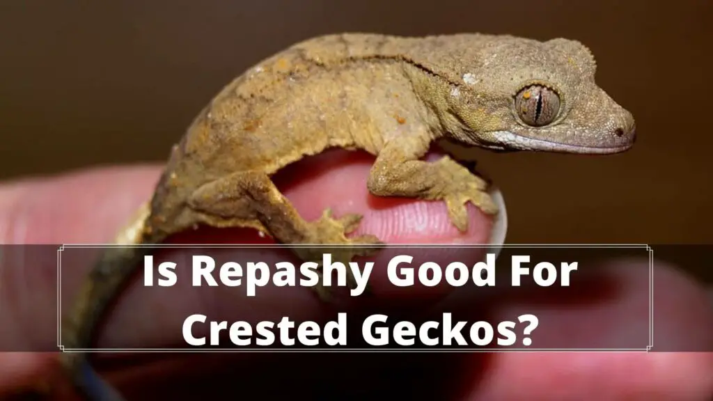 is repashy good for crested geckos