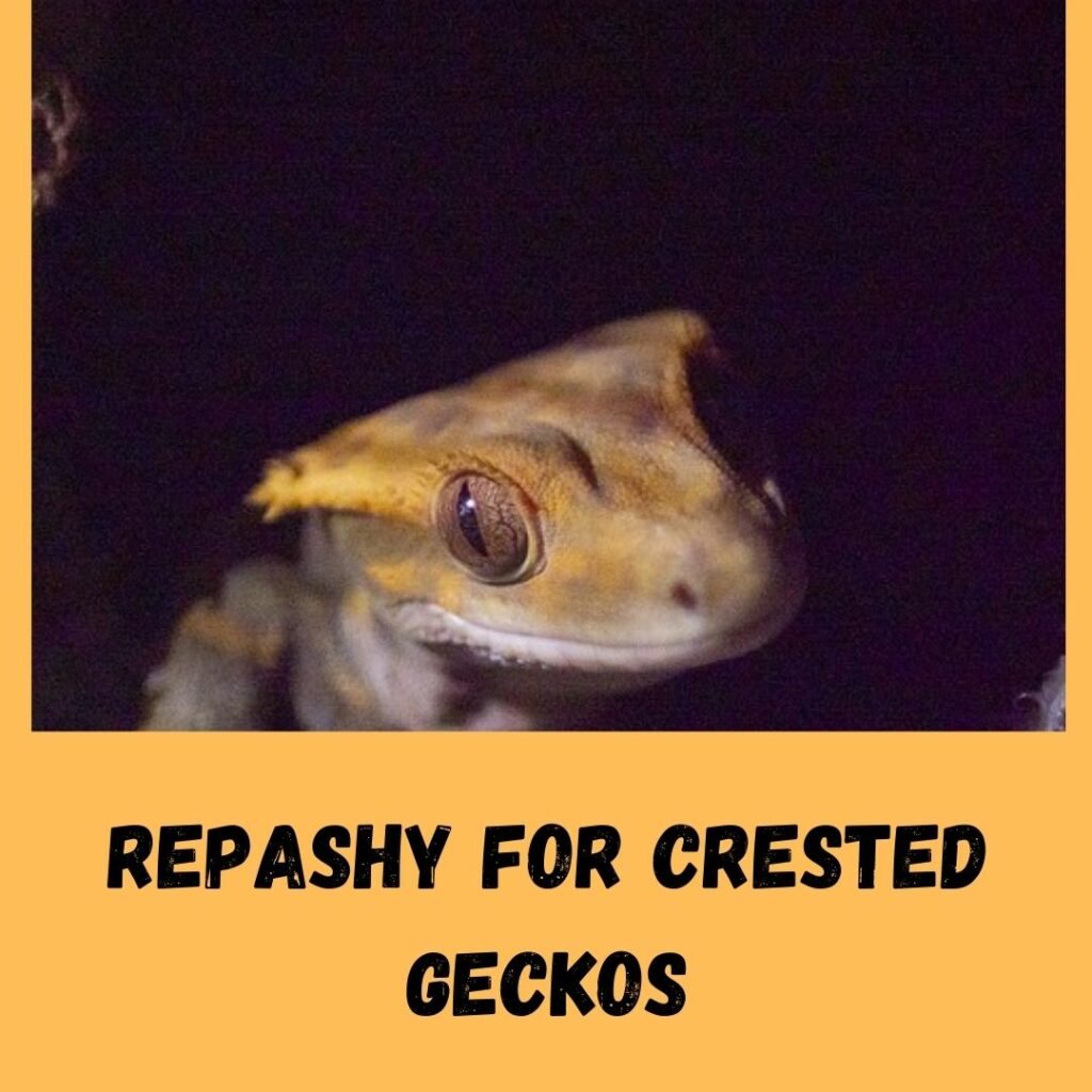repashy for crested geckos