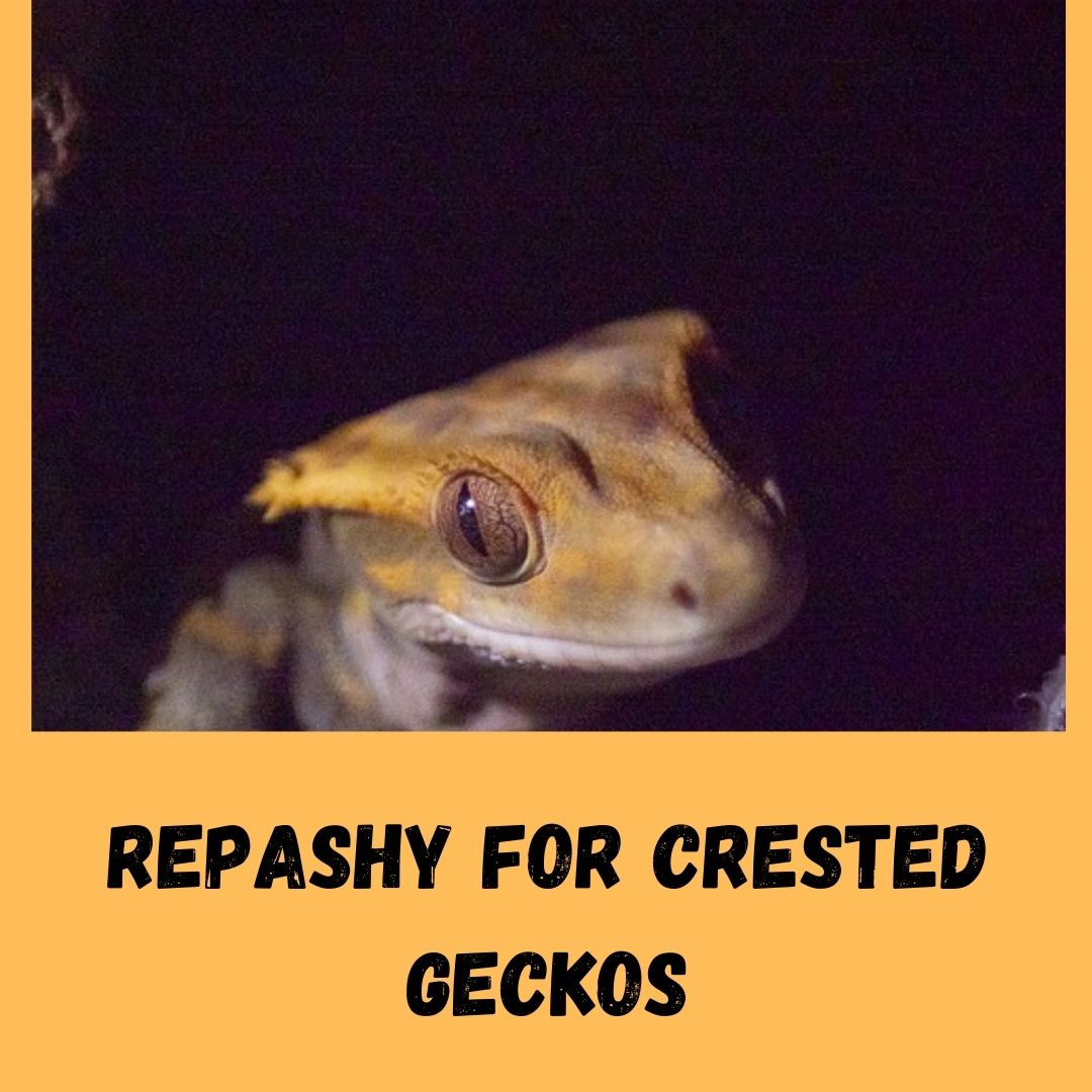 Is Repashy Good For Crested Geckos?