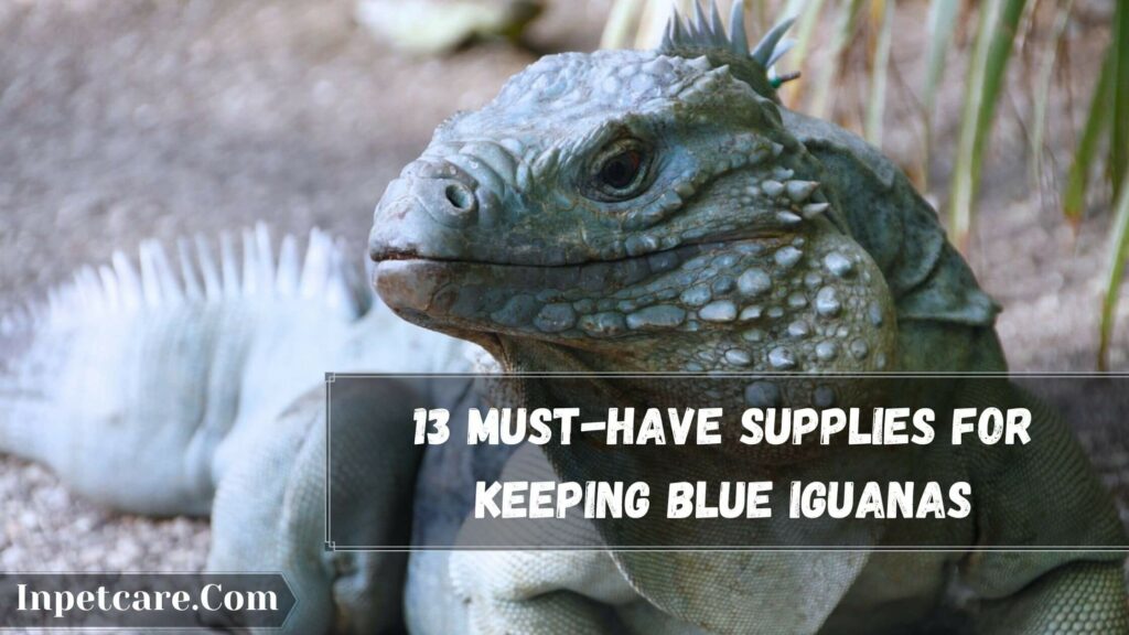 How To Take Care Of A Blue Iguana?, 13 must-have supplies for keeping blue iguanas
