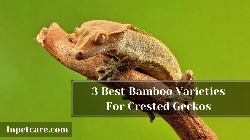 Is Bamboo Safe For Crested Geckos?