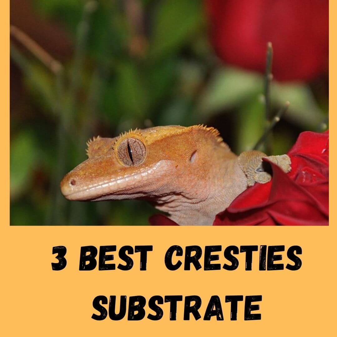 3 Best Substrates For Crested Geckos