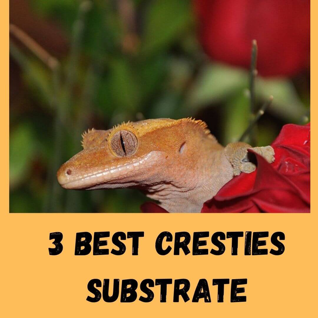 3 best cresties substrate