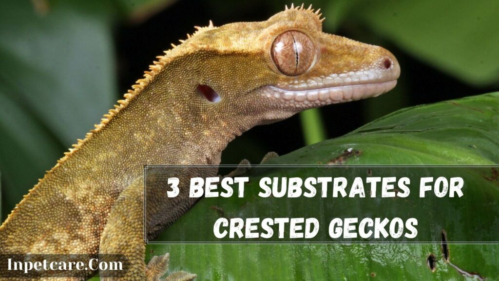 3 best substrates for crested geckos