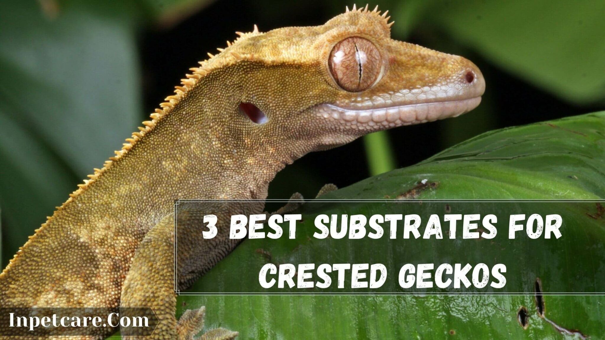 3 Best Substrates For Crested Geckos