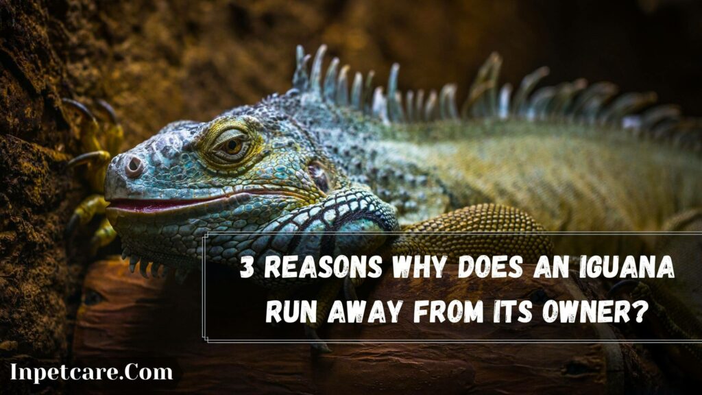 3 reasons why does an iguana run away from its owner
