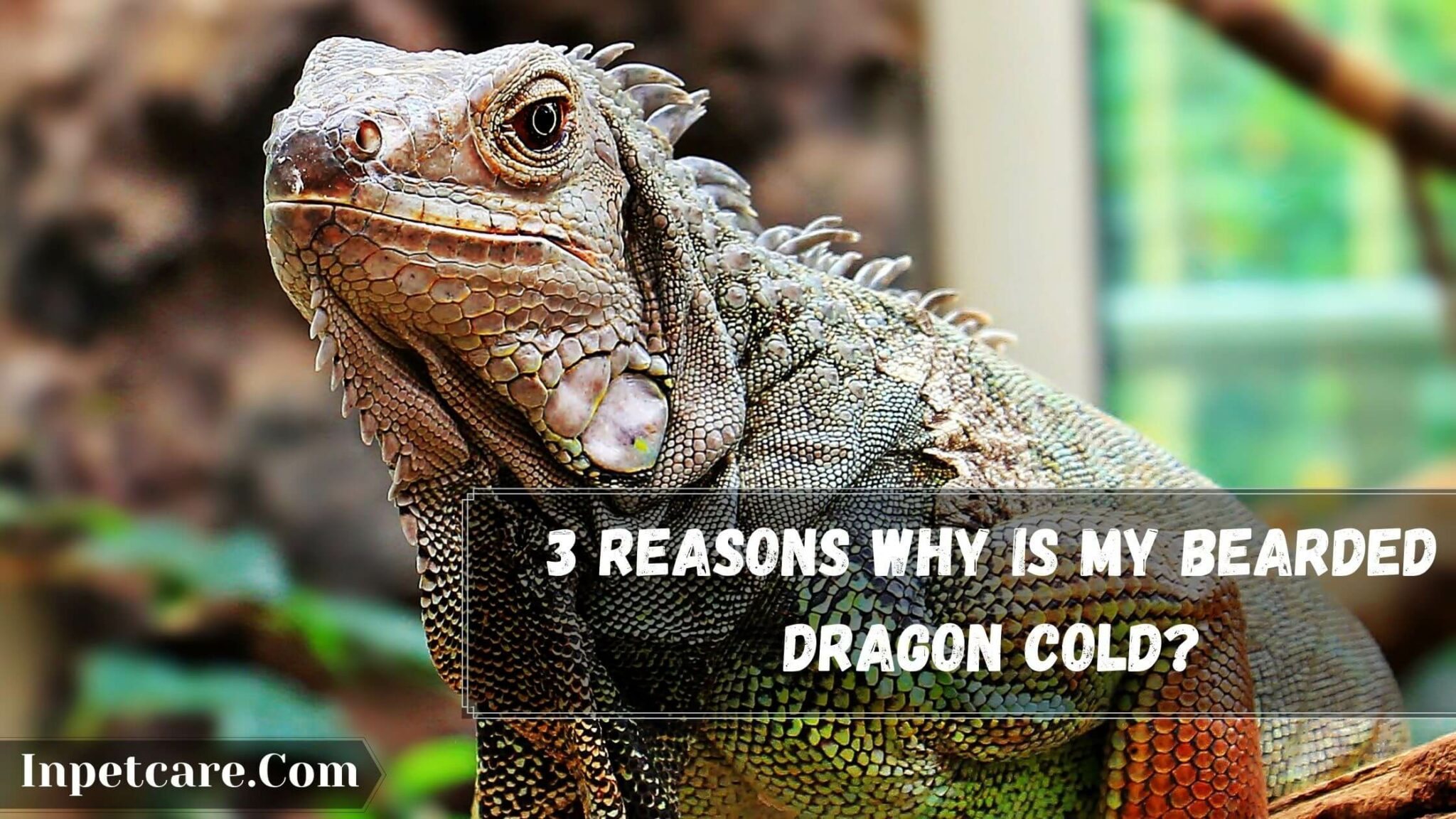 3 Reasons Why Is My Bearded Dragon Cold?