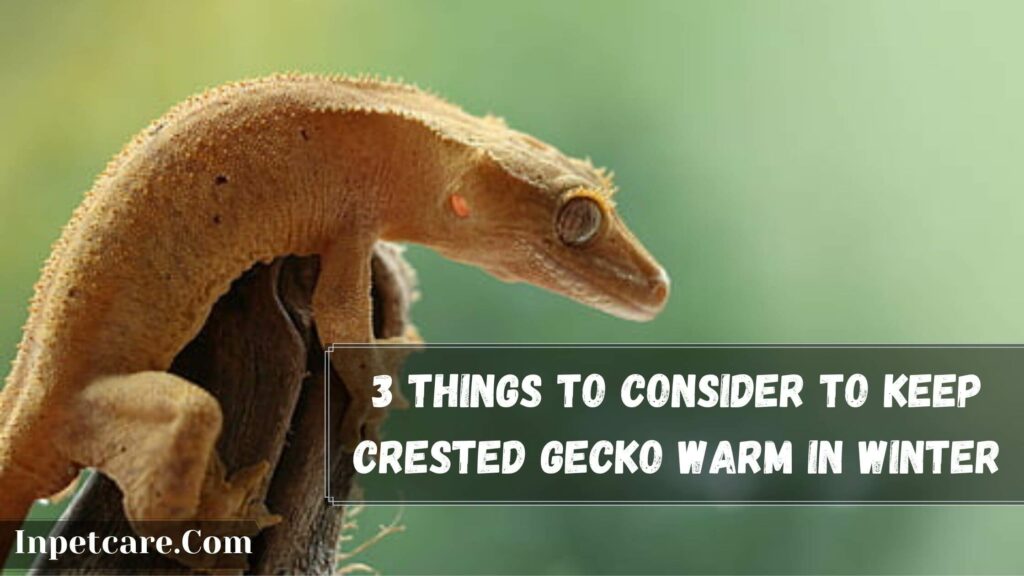 3 Things To Consider To Keep Crested Gecko Warm In Winter