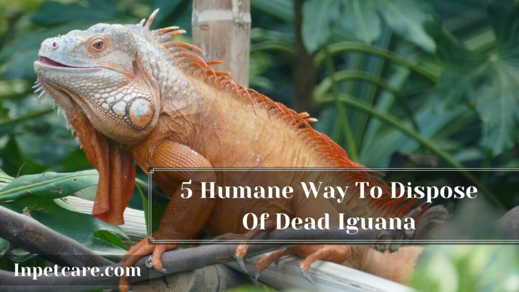 5 Humane Ways To Dispose Of Dead Iguana