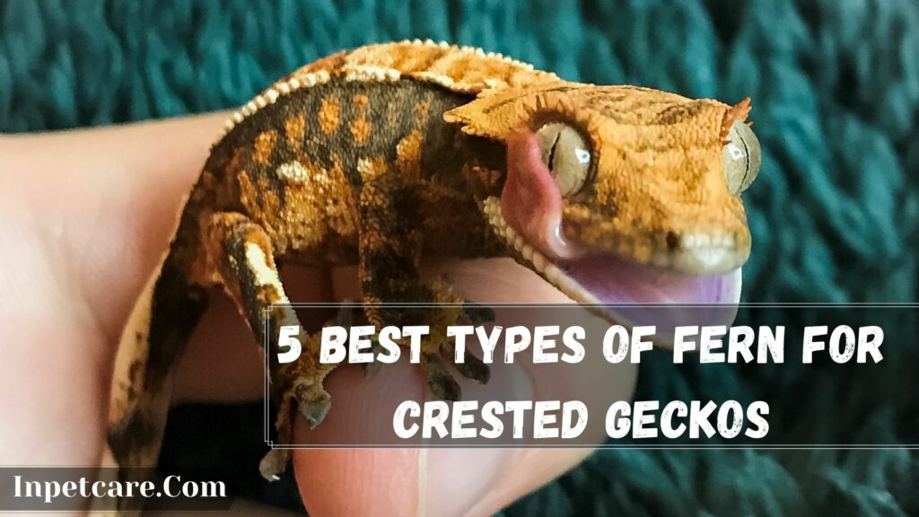 5 best types of fern for crested geckos