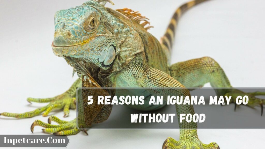 5 reasons an iguana may go without food