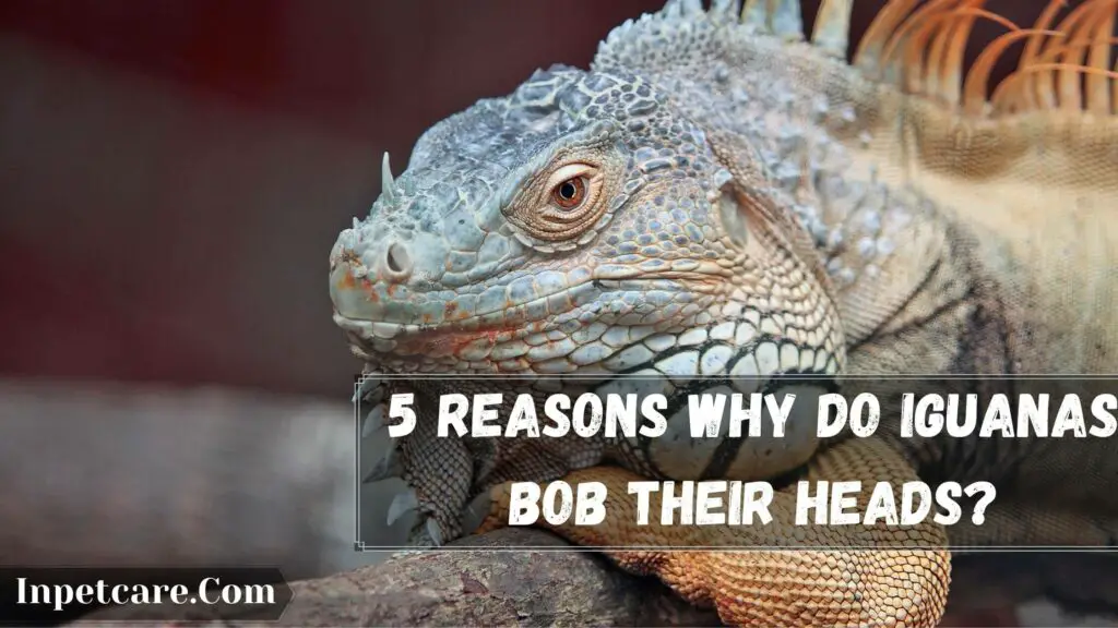 5 reasons why do iguanas bob their heads