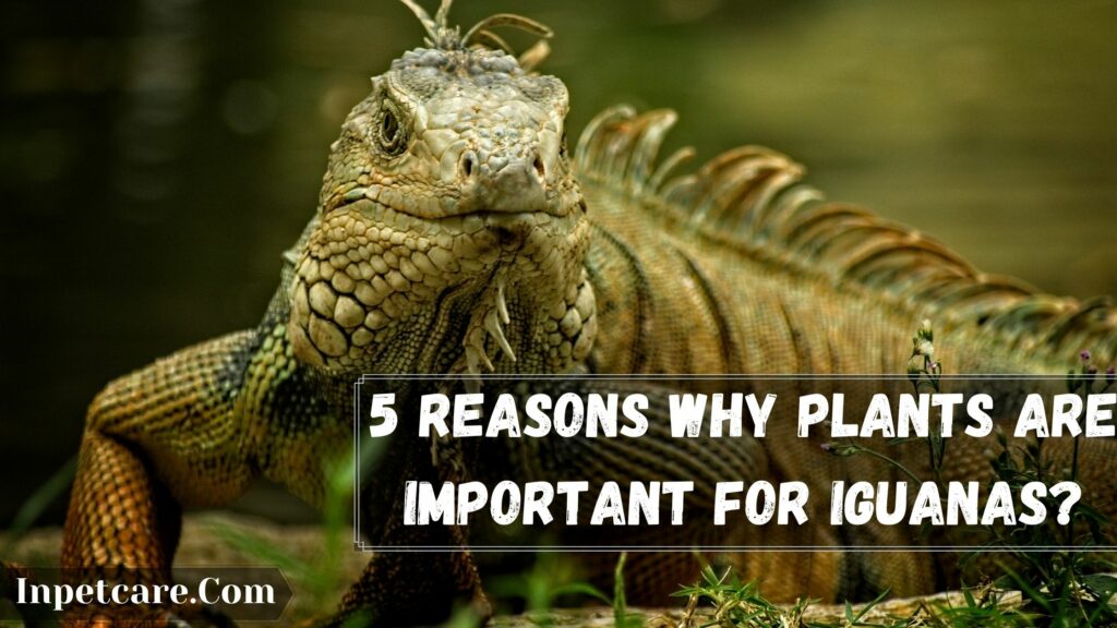 Safe Plants For Iguana Enclosure, 5 reasons why plants are important for iguanas