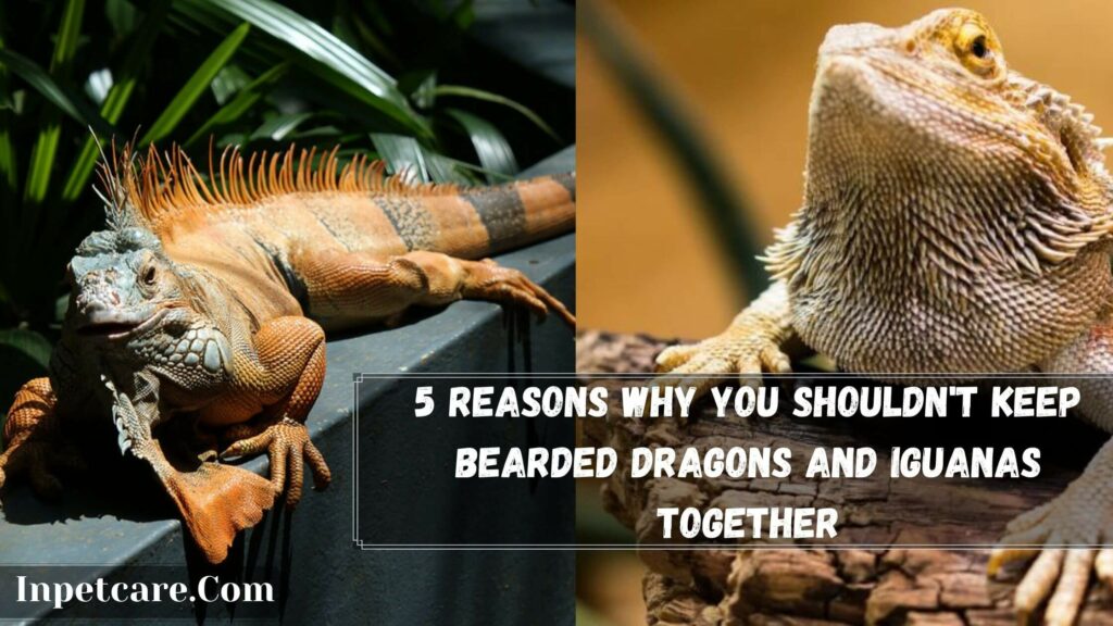 5 reasons why you shouldn't keep bearded dragons and iguanas together